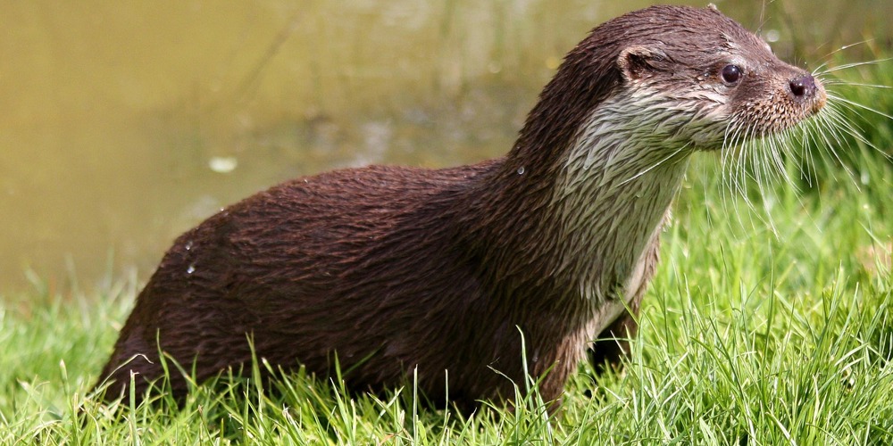Otter