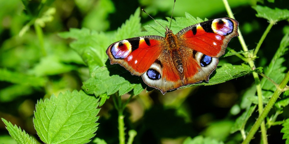 Peacock Butterfly 1655724 1280